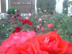 Imrankhan439 Flowers10